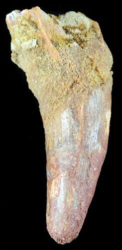 Cretaceous Fossil Crocodile (Elosuchus) Tooth - Morocco #48999
